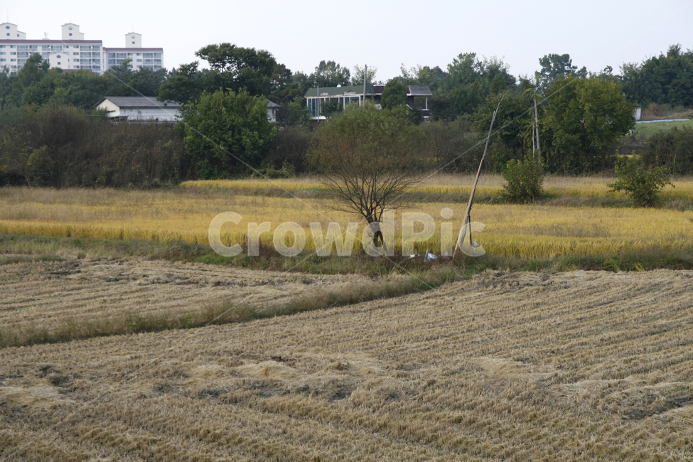 가을,벼농사,추수,수확,논,가을,계절,fall,autumn,season,시골,마을,풍경,landscape,country,rural,town,산업,industry,industrial,농업,농사,agriculture,farming,farming industry,nature,자연,outdoors,옥외