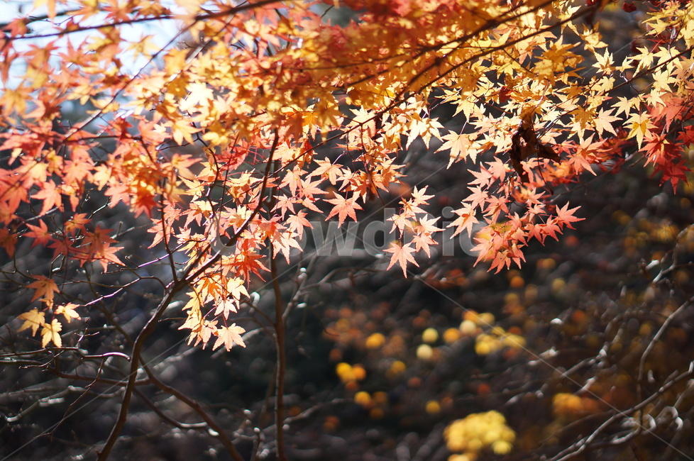 단풍,가을,풍경,나무,빨강,leaf,잎,plant,식물,tree,maple