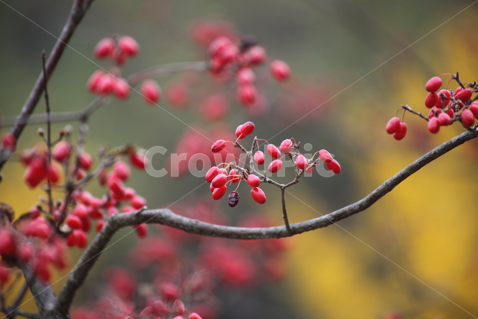 산수유,열매,빨강,가을,japanesecorneliancherry,과일,열매,fruit