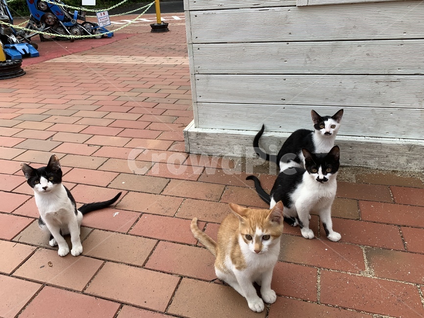 고양이,길고양이,동물,아기고양이,길냥이,펫,포유류,귀여운,animal,cat,pet,kitty,lovely