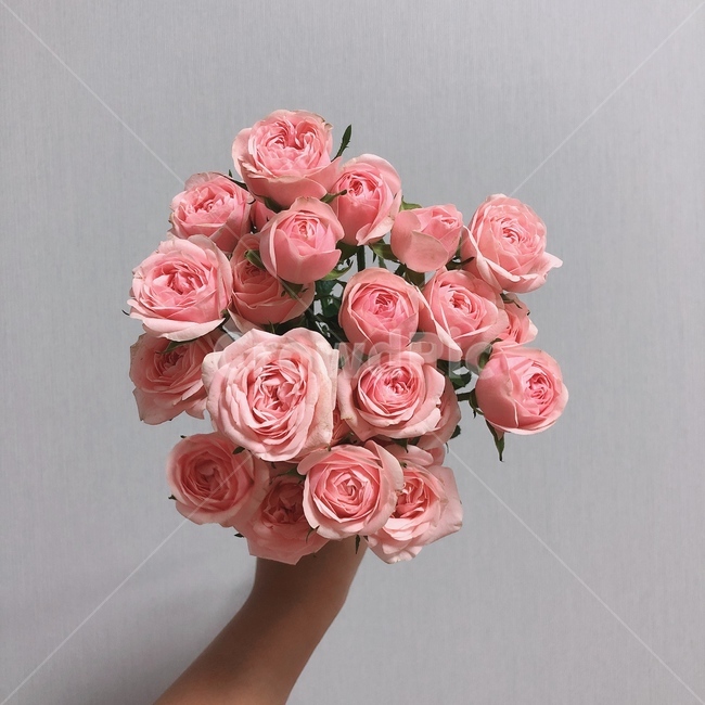 꽃,plant,rose,장미,blossom,flower,식물