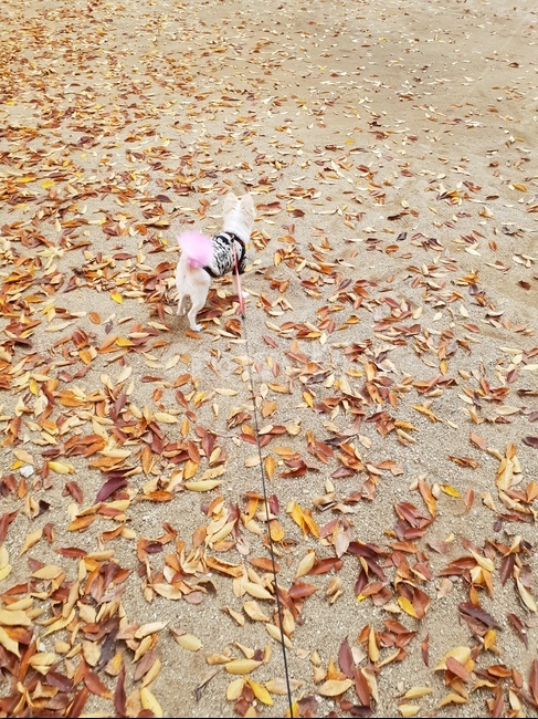 포메라니안,강아지,산책,가을,낙역,가을,계절,fall,autumn,season,동물,animal,포유류,mammal,개,강아지,dog,doggy,leaf,잎,plant,식물