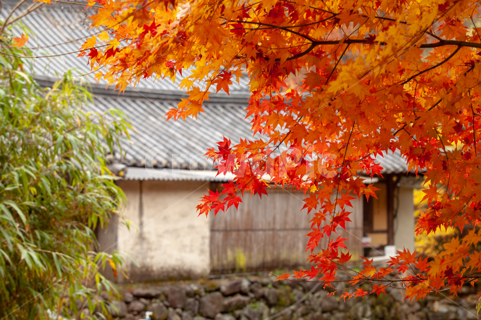 단풍,단풍나무,가을,나무,단풍잎,사찰,가을풍경,가을,계절,fall,autumn,season,한국전통,한국문화,korean traditional,korean culture,건축물,건물외관,exterior,building,structure,architecture,construction,leaf,잎,plant,식물,tree,maple