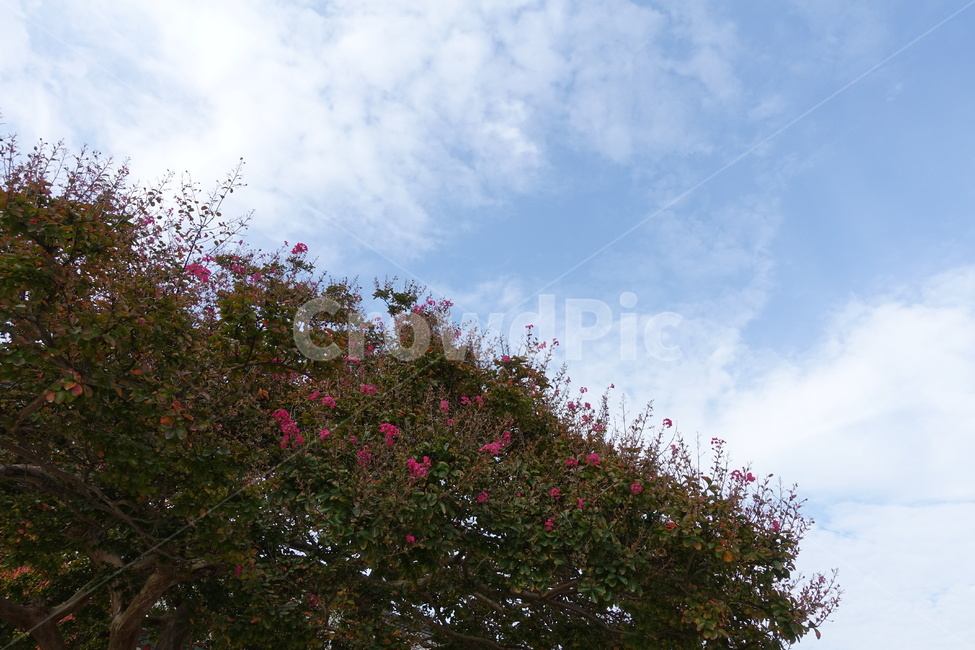 나무,하늘,봄날,자연,분홍꽃,자연,풍경,nature,landscape,plant,식물