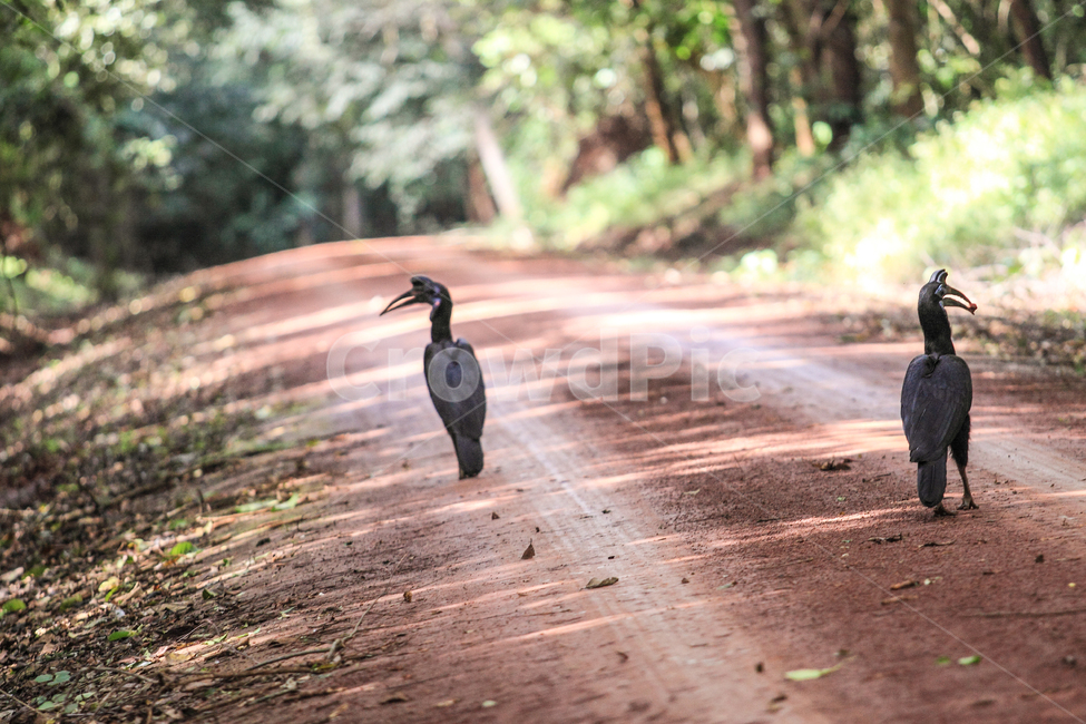 A national park,nature,Africa,bird,sight,animal,wild animals,uganda,travel