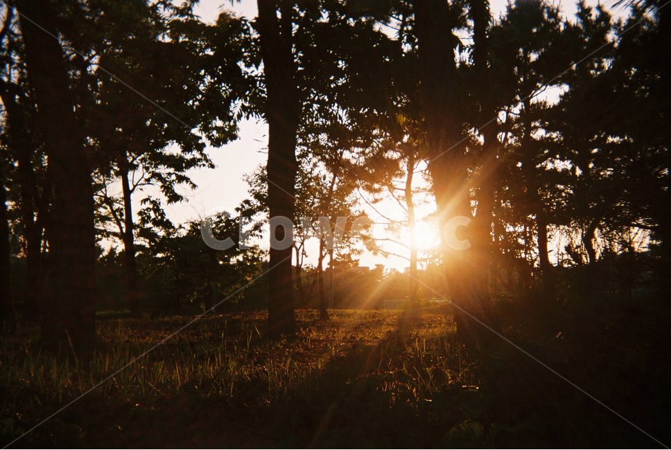 자연,숲,나무,해질녘,숲속,빛,고요한,평화로운,배경,감성,햇빛,필름카메라,forest,light