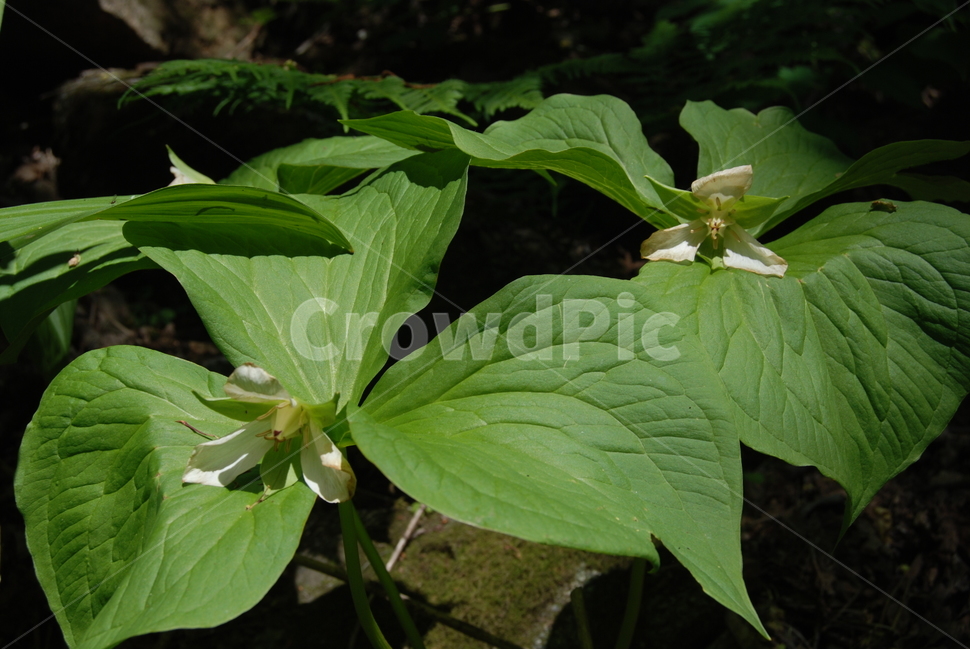 소백산,휴양림,들풀,자연,봄,식물,자연,plants,nature,꽃,flower