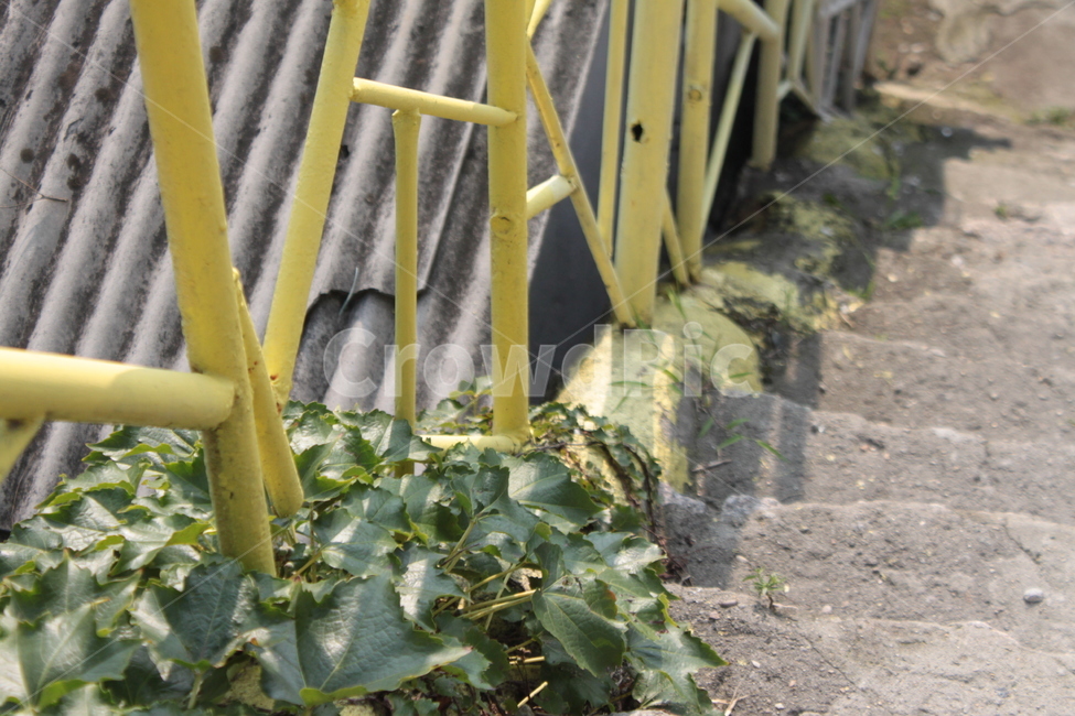계단,풀,노랑,동네,step,yellow,plant,식물,감성,옛날감성,노란색,배경