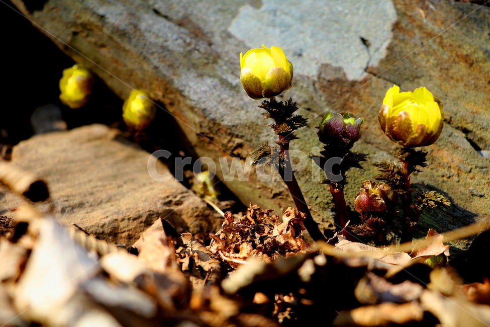 꽃,야생화,식물,들꽃,자연,식물,자연,plants,nature,꽃,flower
