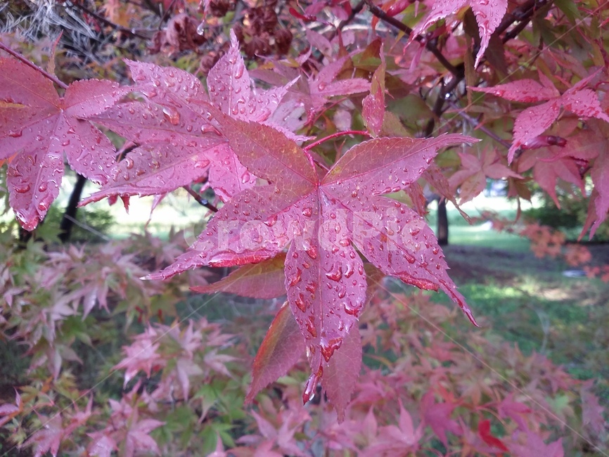 plant,식물,leaf,잎,tree,나무,단풍,식물,자연,plants,nature