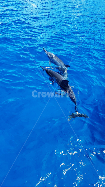 sealife,해양생물,돌고래,동물,animal,바다,지느러미,꼬리,머리,야외,dolphin,포유동물,물고기,파란색,물결,두마리,색감,여름,괌,포유류,mammal