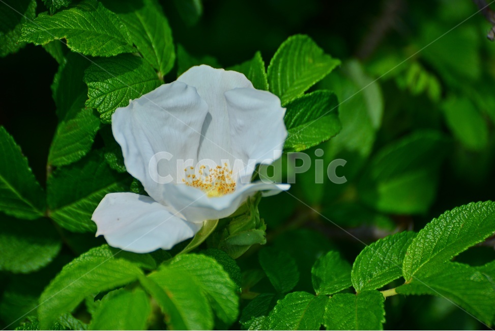 blossom,flower,꽃,plant,식물,해당화