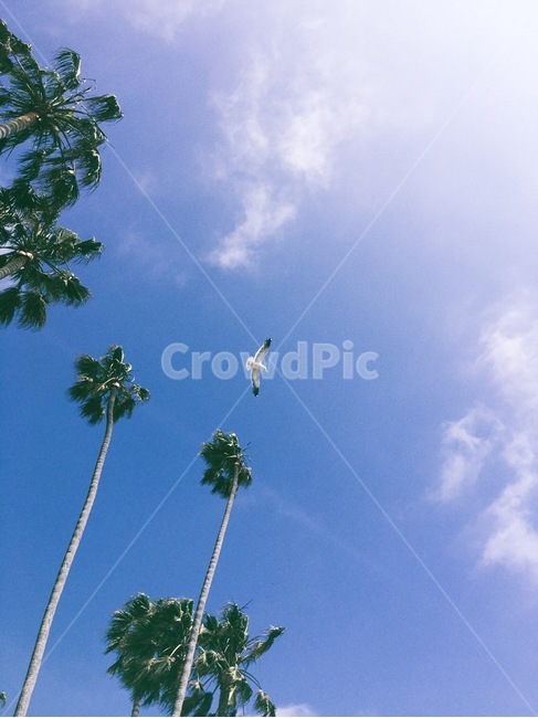 갈매기,쾌청,야자수나무,야자수,하늘,푸른하늘,sky,구름,cloud,상쾌,자연,야외