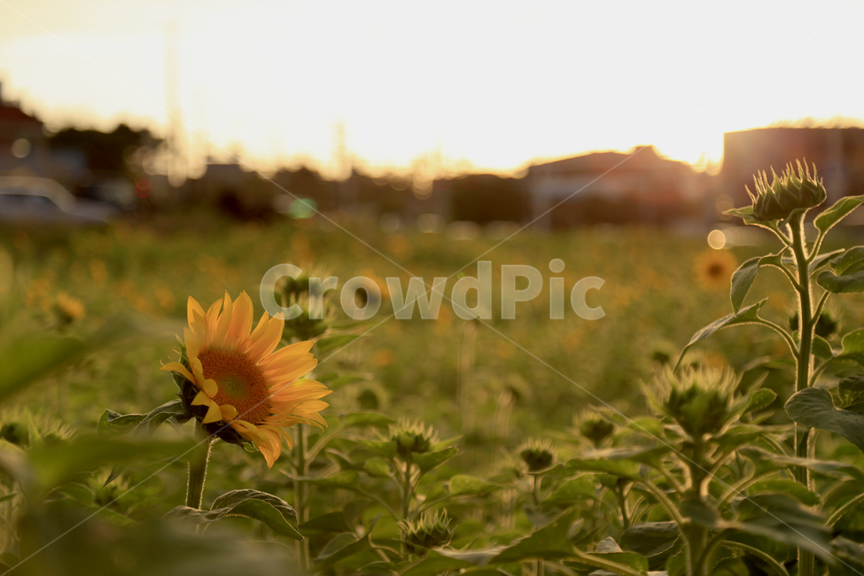 해바라기,꽃,노랑,식물,초록,식물,자연,plants,nature,꽃,flower