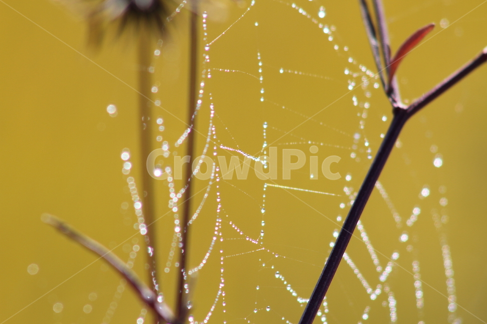 거미줄,이슬,식물,cobweb,dew,자연,풍경,nature,landscape