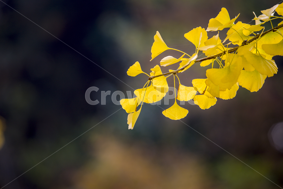 가을,은행잎,노랑,감성,자연,가을,계절,fall,autumn,season,leaf,잎,plant,식물