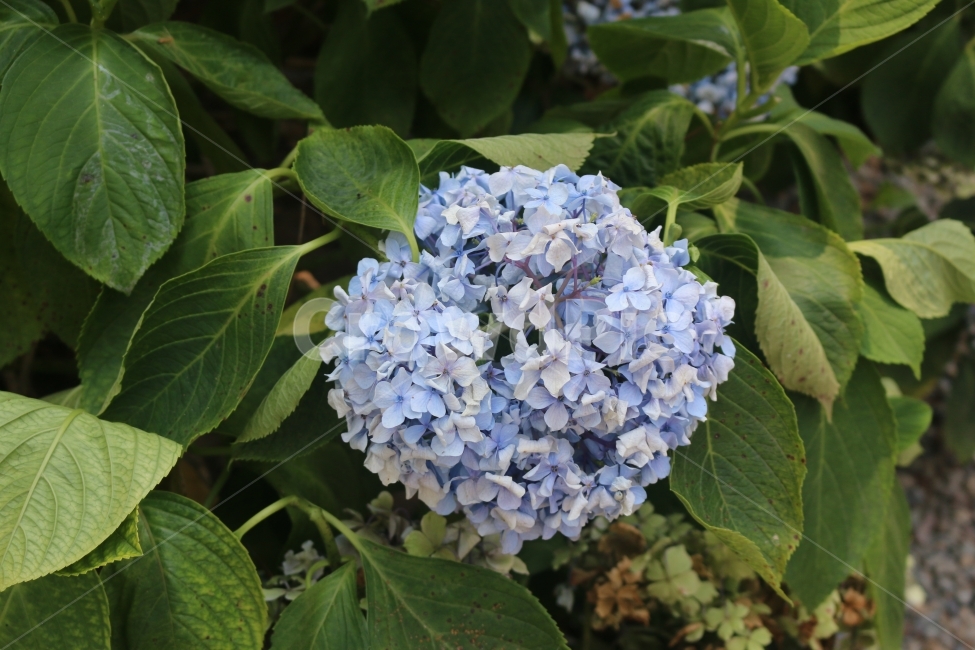 꽃,플라워,공원,푸른꽃,여름,식물,자연,plants,nature,꽃,flower