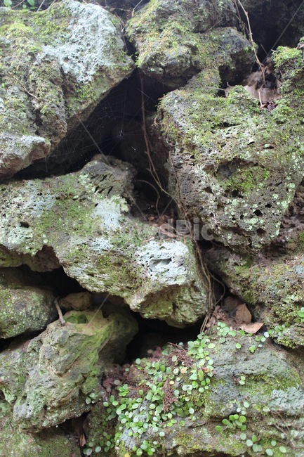 돌담,이끼,현무암,돌,숲,나무,비자림,제주도,제주도,jeju,jeju island,plant,식물