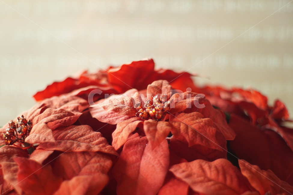 꽃,빨간색,크리스마스,낙엽,겨울,겨울,계절,winter,season,꽃,flower,메리크리스마스,성탄절,merry christmas