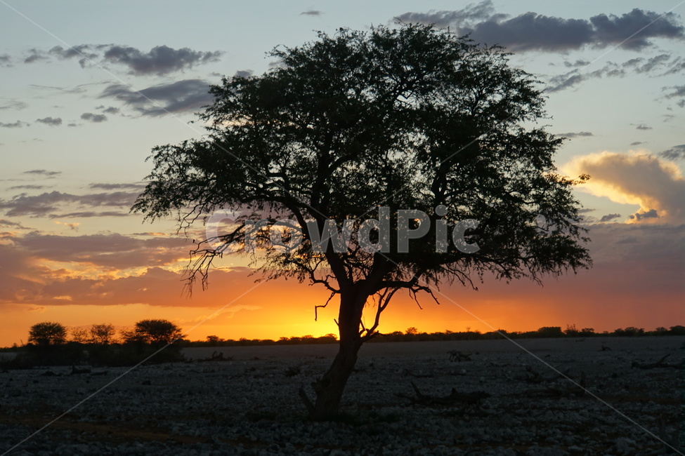 sunset,일몰,나미비아,아프리카,자연,nature,식물,자연,plants,nature,나무,trees,wood