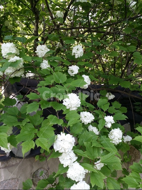 꽃,수국,공원,흰색,담장,식물,야외,잎파리,park,outdoor,white,flower,plant,koreanfence,hydrangea,식물,자연,plants,nature,꽃,flower