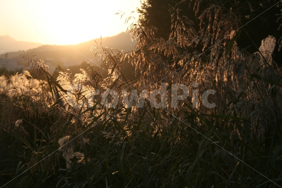 노을,해질녘,오후,갈대,갈대숲,갈대밭,자연,숲,햇살,따스함,따뜻함,자연,풍경,nature,landscape,휴식,힐링,rest,relaxation,healing,식물,plants,감성,sensible,feeling,light,빛,flare,플레어,plant,grass,잔디,sunlight,햇빛