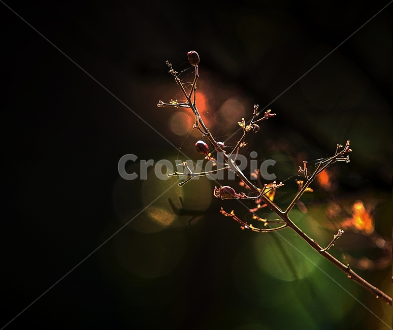 식물,leaf,잎,거미줄,plant,spider,자연
