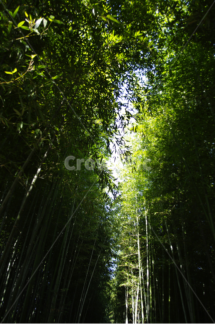 대나무,숲,빛,나무,초록,자연,풍경,nature,landscape,plant,식물