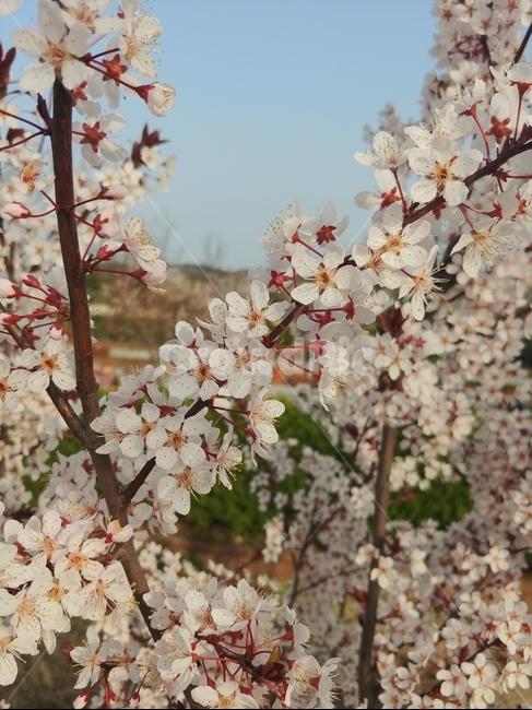 벚꽃,flower,꽃,blossom,plant,식물,자연,plants,nature,꽃,flower