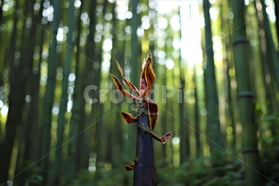 대나무,죽순,대나무숲,아웃포커싱,담양