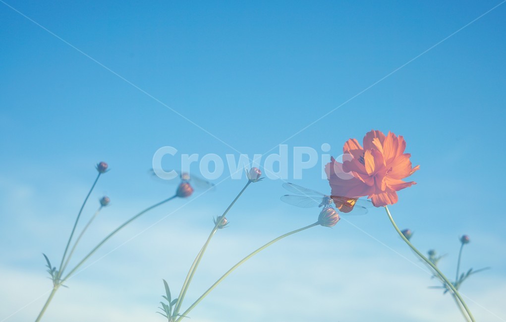 코스모스,꽃,재배,다중노출,가을,식물,자연,가을,계절,fall,autumn,season,식물,자연,plants,nature,꽃,flower