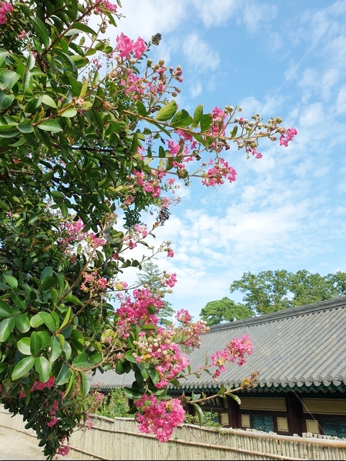 꽃,구름,핑크,자연,절,식물,자연,plants,nature,꽃,flower
