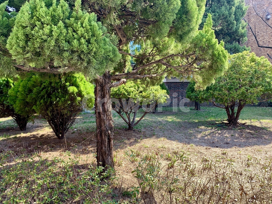 식물,나무,잎,햇빛,봄,plant,tree,leaf,leaves,sunlight,spring