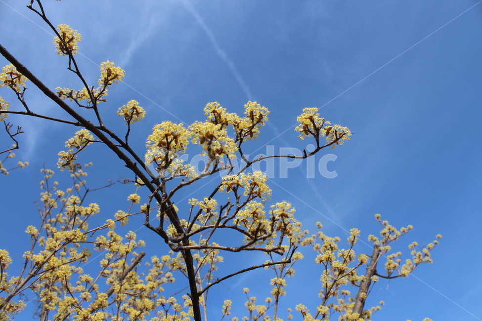plant,식물,자연,나무,노랑,꽃,하늘,파란,봄,발랄한,flower,tree,sky,blue,nature,yellow,spring,파스텔,pastel,봄,계절,spring,season