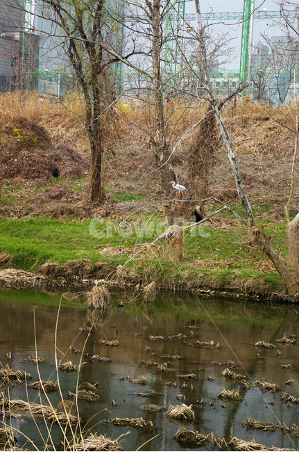 개천,나무,식물,plant,봄,spring,계절,새,조류,동물,animal,조류,새,birds