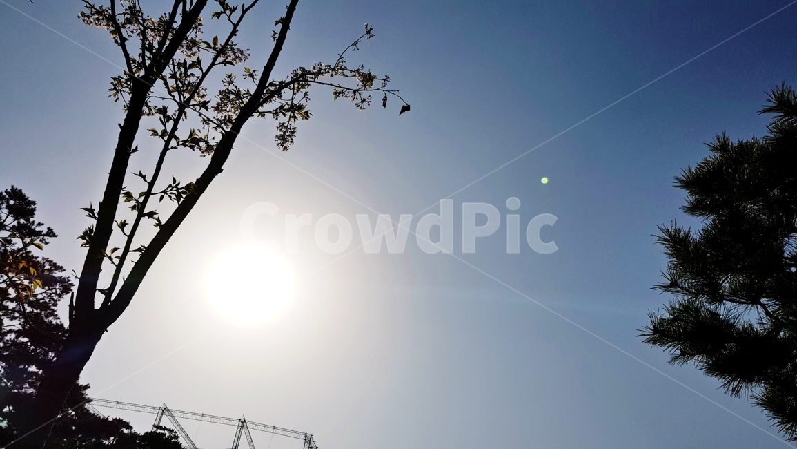 꽃나무,봄,자연,정원,가든,자연,풍경,nature,landscape,light,빛,flare,플레어