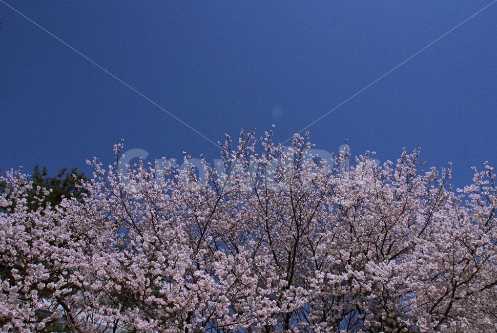 봄,봄바다,아주대나무,생명,자연,자연,풍경,nature,landscape,봄,계절,spring,season,plant,식물,cherry blossom,벚꽃,blossom,꽃,flower