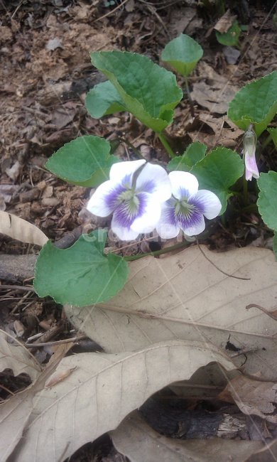 산책로,꽃,낙엽,봄,보라색,식물,자연,plants,nature,꽃,flower