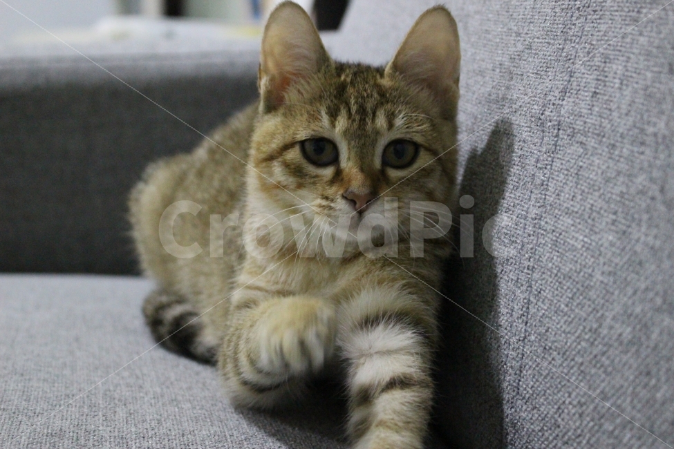 고양이,반려동물,유기묘,길냥이,애완동물,cat,pet,kitten,아기고양이,코숏,코리안숏헤어,동물,animal,고양이,cat,kitten,kitty,포유류,mammal