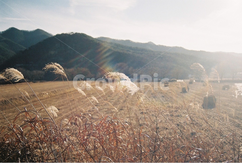 필름,하늘,갈대,바람,산,안동,갈대숲,햇빛,film,sky,nature,filmphotography,andong,latewinter,mountain,field,sun,thelightofthesun,reed,wind,reedforest,필름카메라