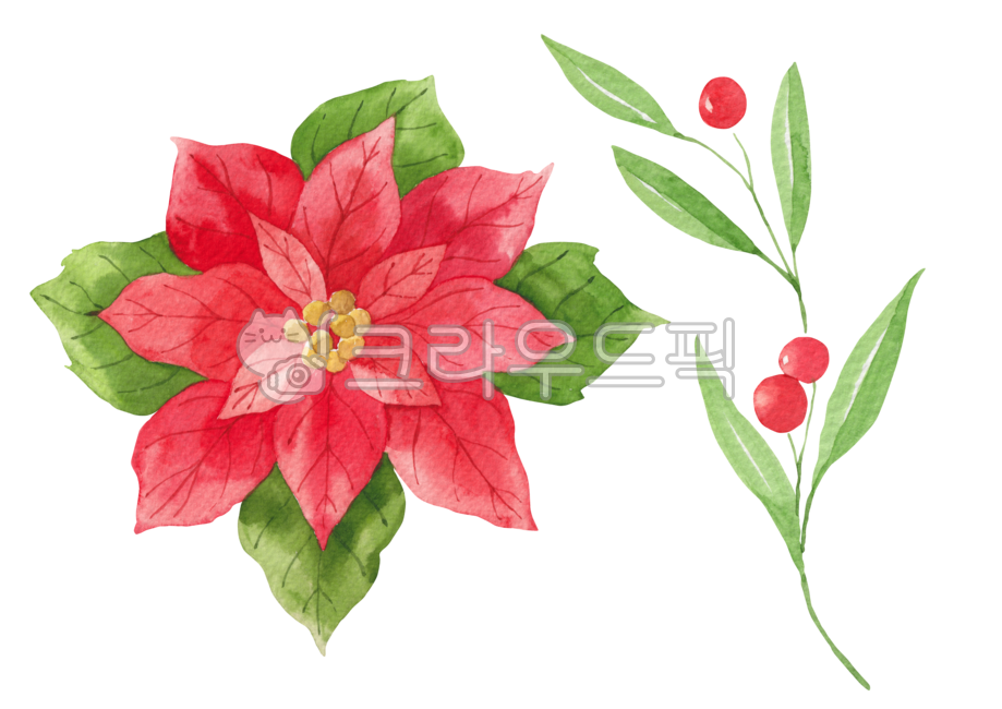 일러스트,일러스트레이션,드로잉,그림,수채화,수작업,손그림,크리스마스,성탄절,겨울,시즌,자연,식물,꽃,포인세티아,나뭇잎,열매,나뭇가지,잎,초록색,녹색,빨간색,watercolor,illustration,painting,hand,drawn,christmas,xmas,winter,season,leaf,twig,berry,branch,green,red,poinsettia,flower,floral