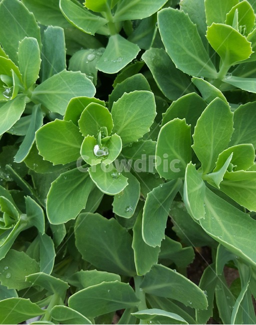 자연,식물,초록,빗방울,아침,식물,자연,plants,nature