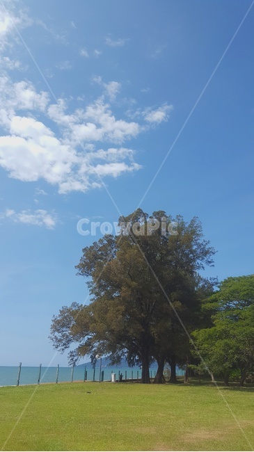 자연,nature,나무,tree,하늘