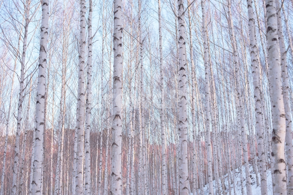겨울풍경,자작나무,자작나무숲,풍경,풍경사진,자연,풍경,nature,landscape,식물,plants,나무,trees,wood,tree,plant,birch,자작 나무
