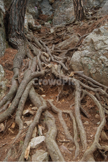 팔봉산,바위,야생화,한국명산,봄,식물,자연,plants,nature,나무,trees,wood