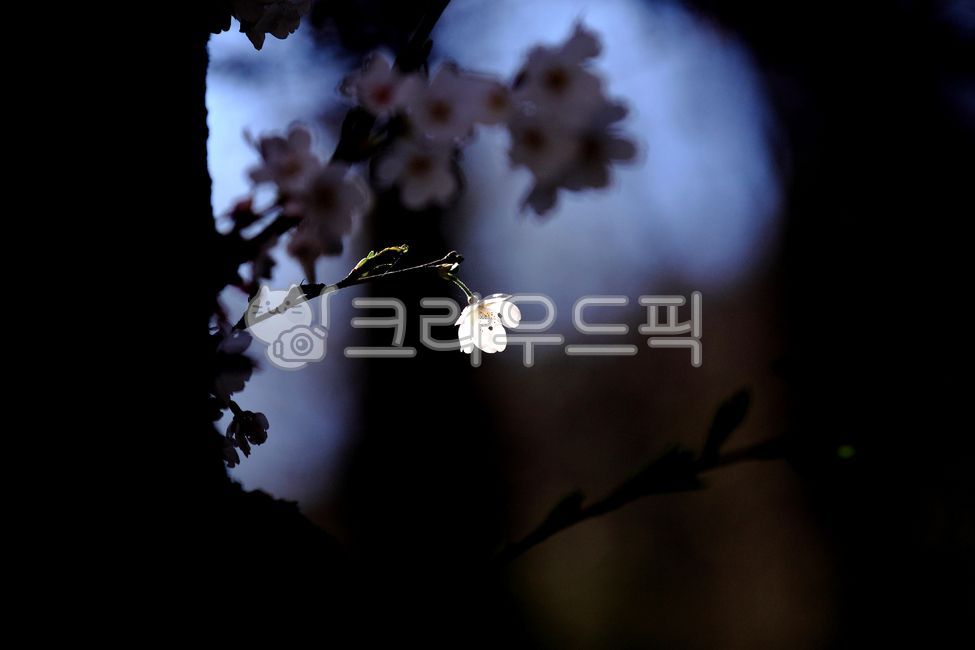white flower,Cherry Blossom,in full bloom,flowering,scenery,spring flowers,spring,petal,sight,dark,cherry blossom background,Emotion,blossom,Spring news,nature,tree,One bunch,full bloom,flower,cherry blossom tree,outdoor,sunlight,outdoors,background,plant