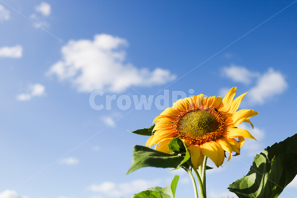 해바라기,가을,sunflower,파란하늘,하늘,가을하늘,plant,식물