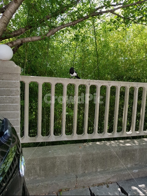 까치,야생동물,새,magpie,동물