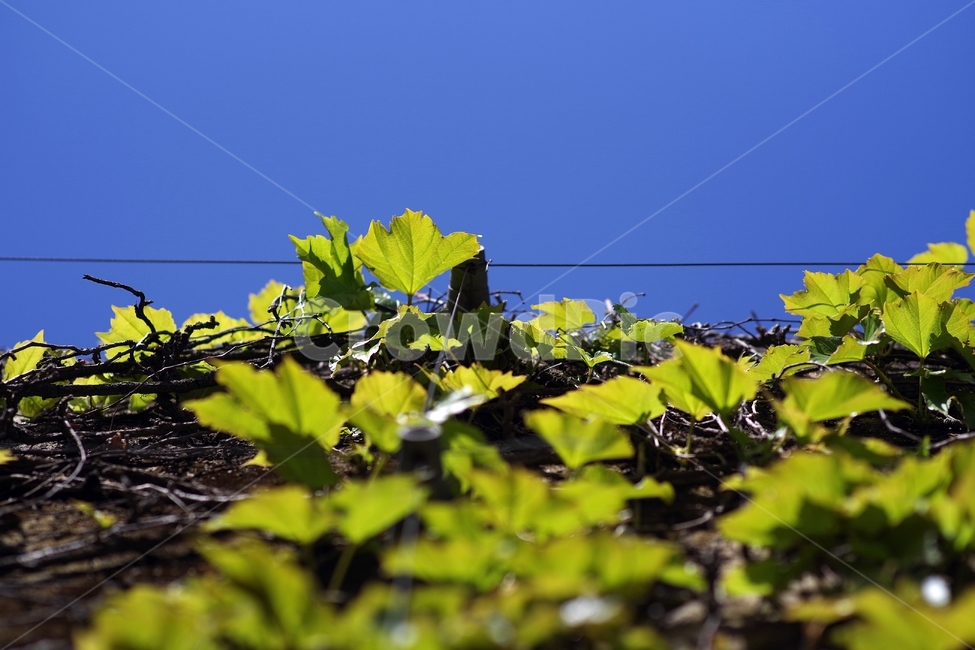 나무,풀,선,하늘,라인,벽,wall,tree,sky,line,경계,경계선,자연,식물,자연,plants,nature