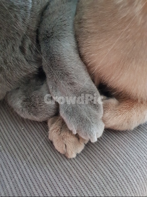 고양이,반려동물,고양이발,귀여움,큐티